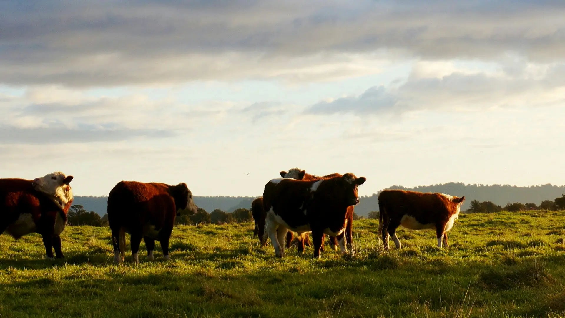 Grass-fed cows grazing on a field to illustrate the benefits of grass-fed whey protein.