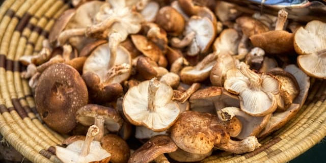Mushrooms for weight loss gathered in a basket.