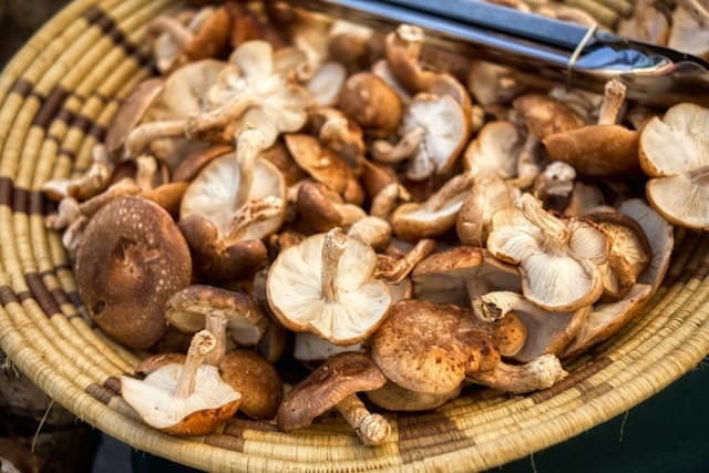 Mushrooms for weight loss gathered in a basket.