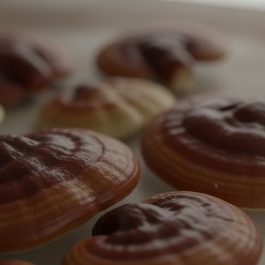 Close-up of reishi mushroom with a blurred background